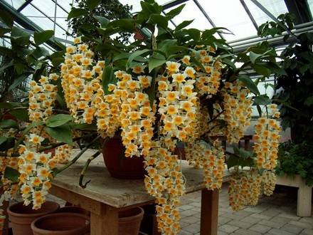 DendrobiumDensiflorum