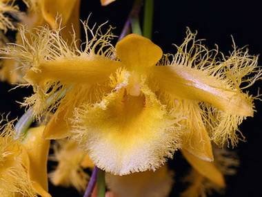 DendrobiumHarveyanum9