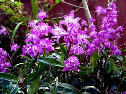 DendrobiumKingianum