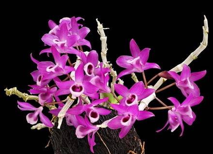 DendrobiumParishii