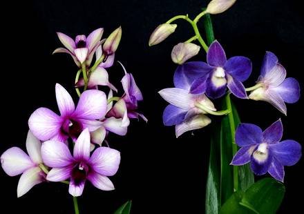 DendrobiumPhalaenopsis