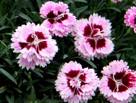 Dianthus10