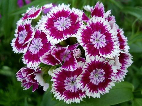 Dianthus11