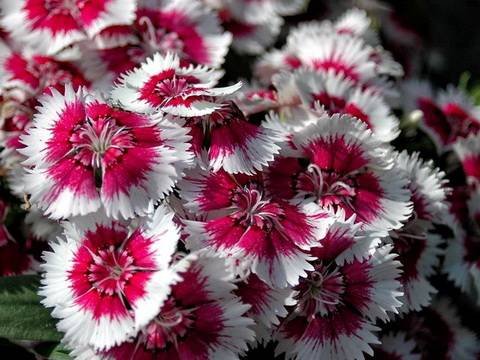 Dianthus12