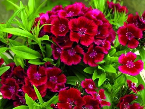 Dianthus13