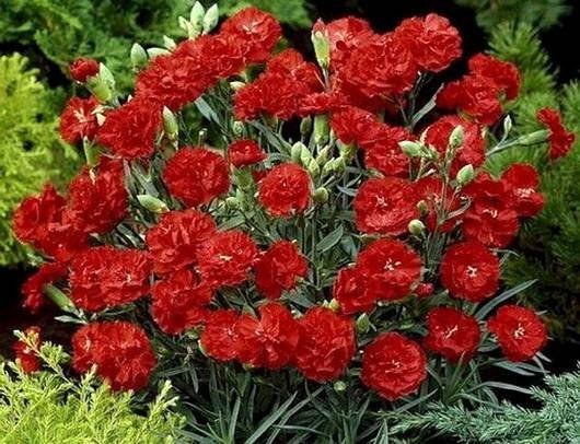 Dianthus14