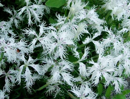 Dianthus16