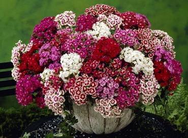 Dianthus2