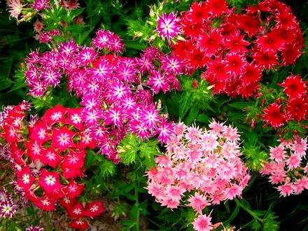 Dianthus3