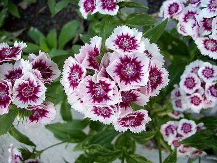 Dianthus33