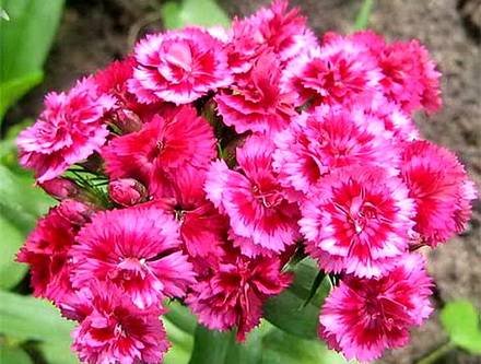 Dianthus4