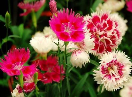 Dianthus5