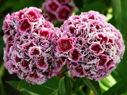 Dianthus6