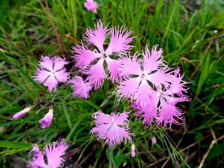 Dianthus7