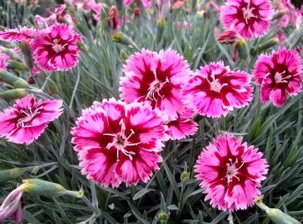 Dianthus8