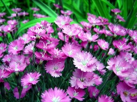 Dianthus9