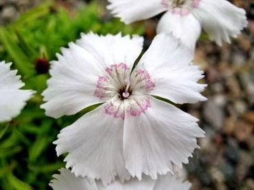 DianthusAlbus