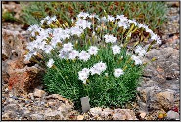 DianthusAlpinus2
