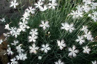 DianthusArenarius1