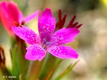 DianthusArmeria1