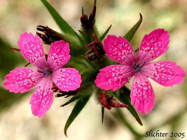 DianthusArmeria2