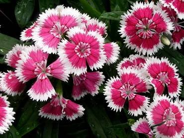 DianthusBicolor2