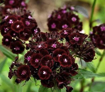 DianthusBlack