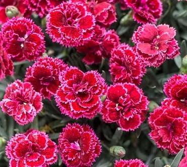 DianthusBlackCherryFrost