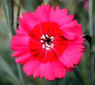 DianthusCosmopolitan