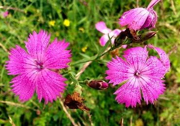 DianthusFischeri2