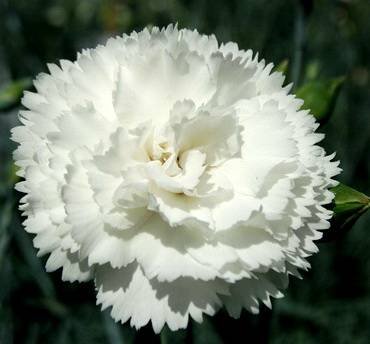 DianthusHaytorWhite