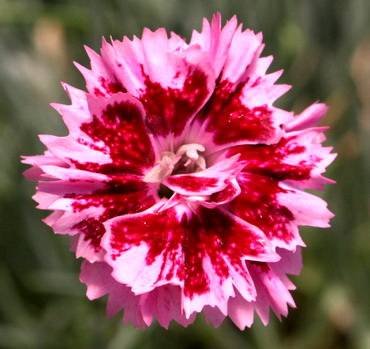 DianthusKathleen
