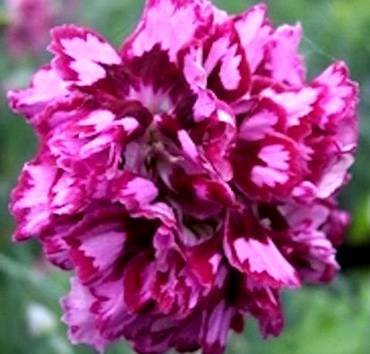 DianthusLaced MrsSinkins