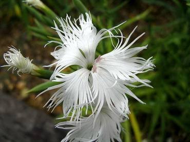 DianthusLongicalycinus