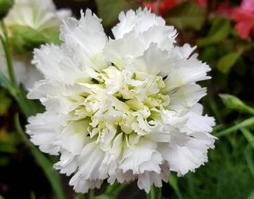 DianthusMrsSinkins