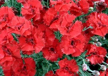 DianthusRedBeauty