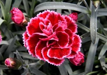 DianthusScarletBeauty