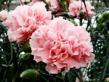 DianthusSemperflorens1