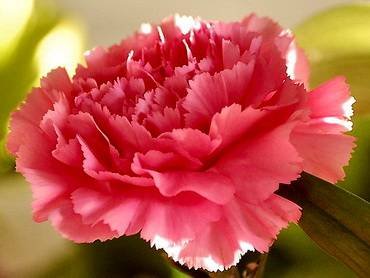 DianthusSemperflorens2