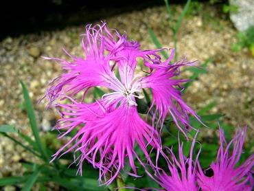 DianthusSpeciosus