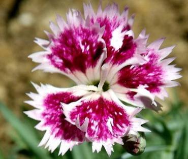 DianthusSpringBeauty