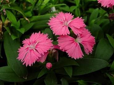 DianthusTelstar