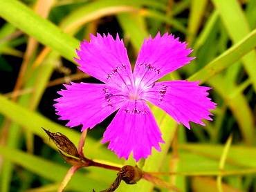 DianthusVersicolor1