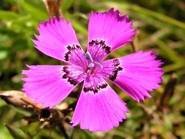 DianthusVersicolor2