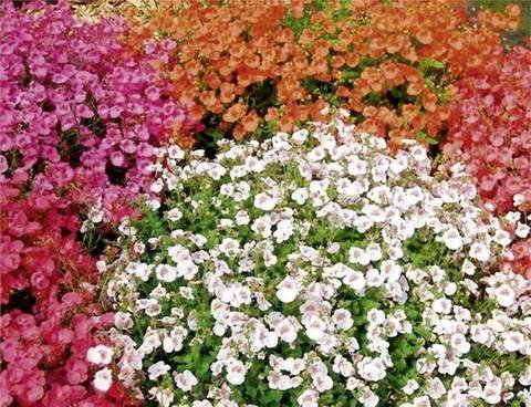 Diascia10