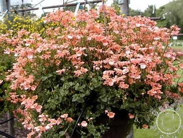 DiasciaApricotDelight