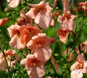 DiasciaBlackthornApricot