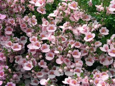 DiasciaDarlaAppleblossom