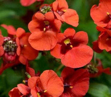 DiasciaDiamondDarkOrange