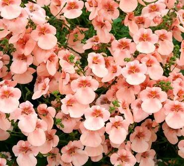 DiasciaLittleDazzler